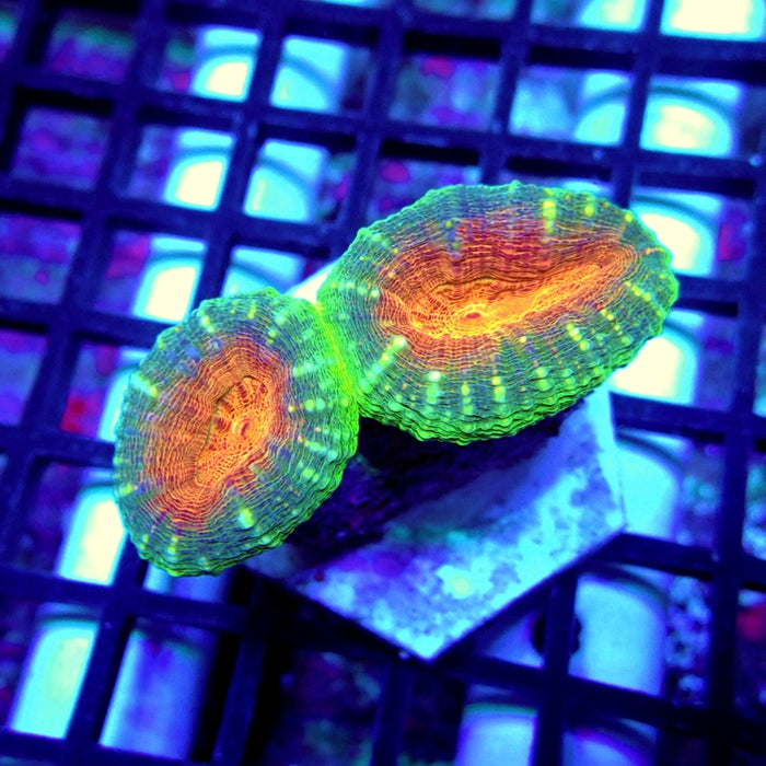 Lobophyllia Ultra Bright