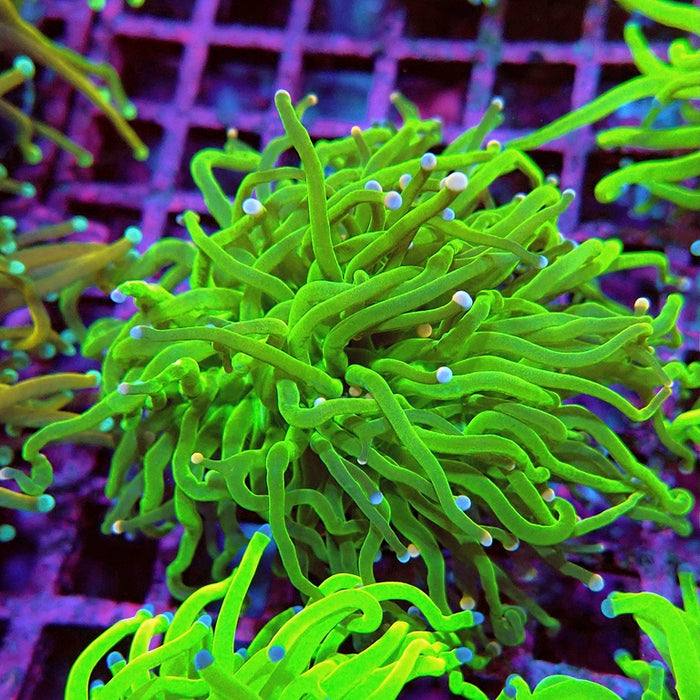 Euphyllia Cotton Candy