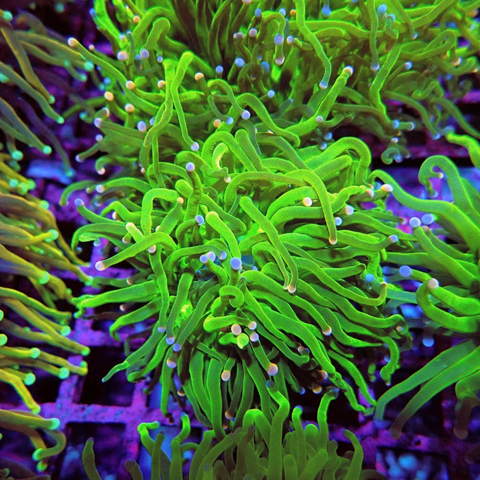 Euphyllia Cotton Candy