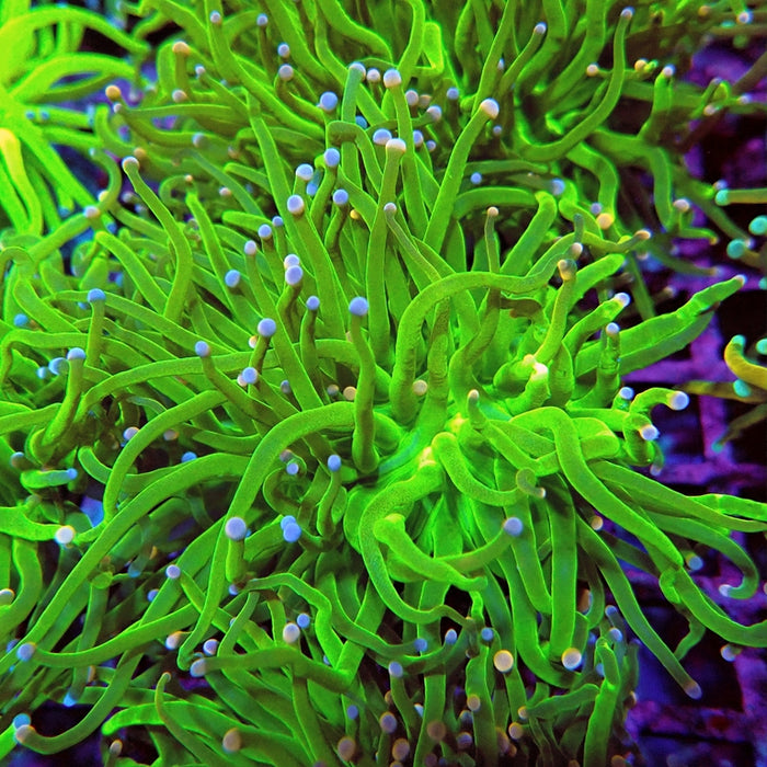 Euphyllia Cotton Candy