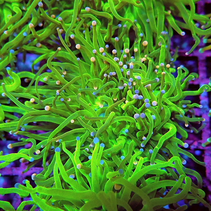 Euphyllia Cotton Candy