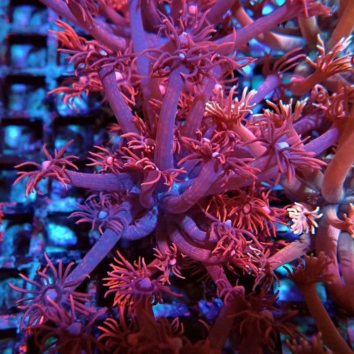 Goniopora Red Pink Bright Aquaculture