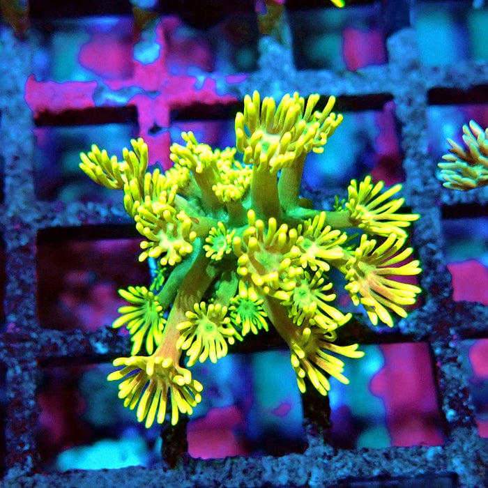 Goniopora Ultra Yellow