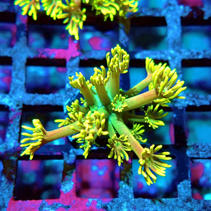 Goniopora Ultra Yellow