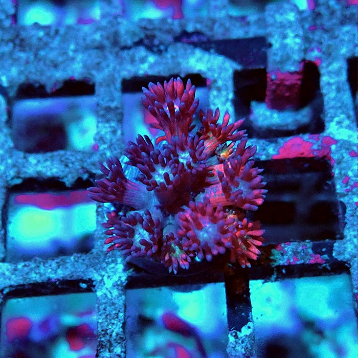 Goniopora Red Blue Rainbow