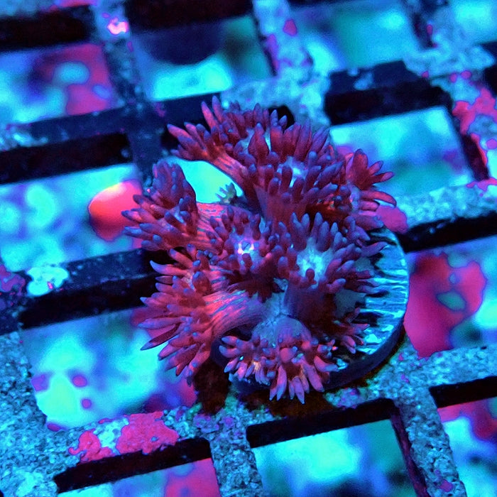 Goniopora Red Blue Rainbow