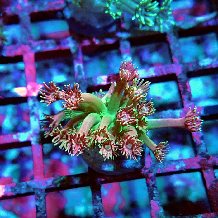 Goniopora Ultra Pink Green