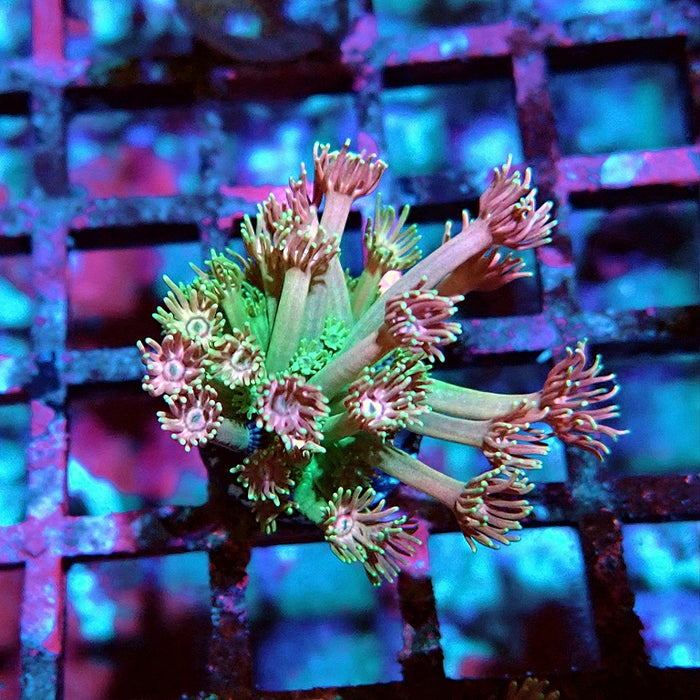 Goniopora Ultra Pink Green