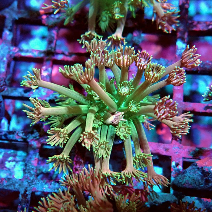 Goniopora Ultra Pink Green
