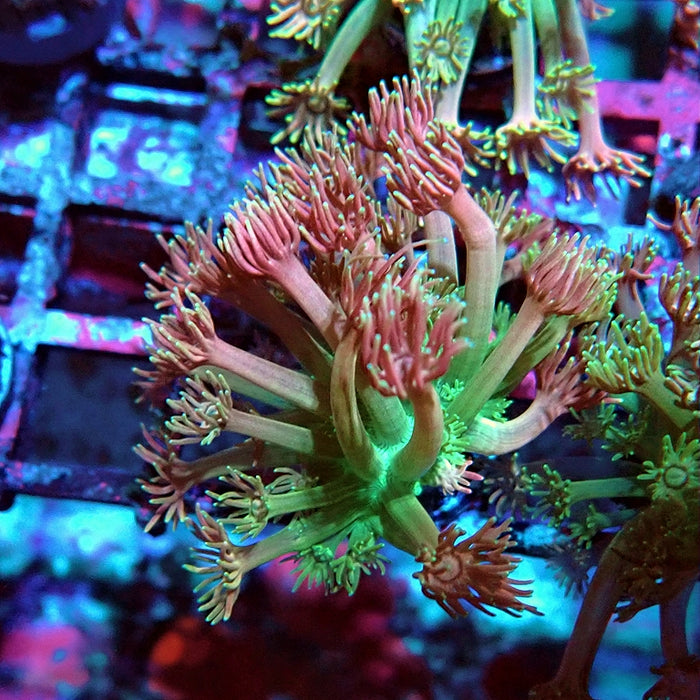 Goniopora Ultra Pink Green