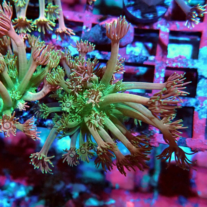 Goniopora Ultra Pink Green