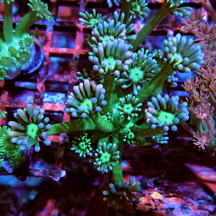 Goniopora Big Fat Polyp
