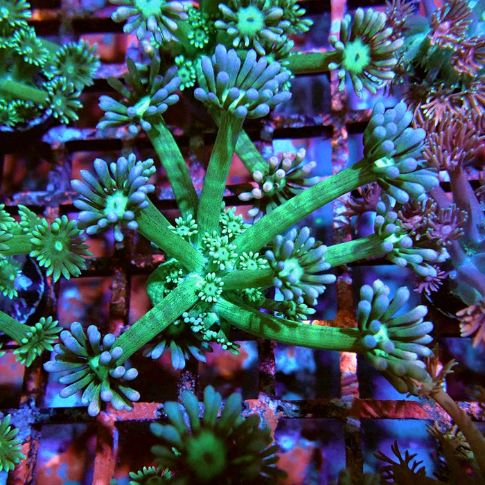 Goniopora Big Fat Polyp