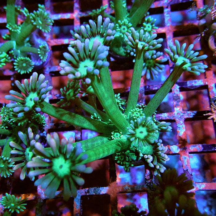 Goniopora Big Fat Polyp