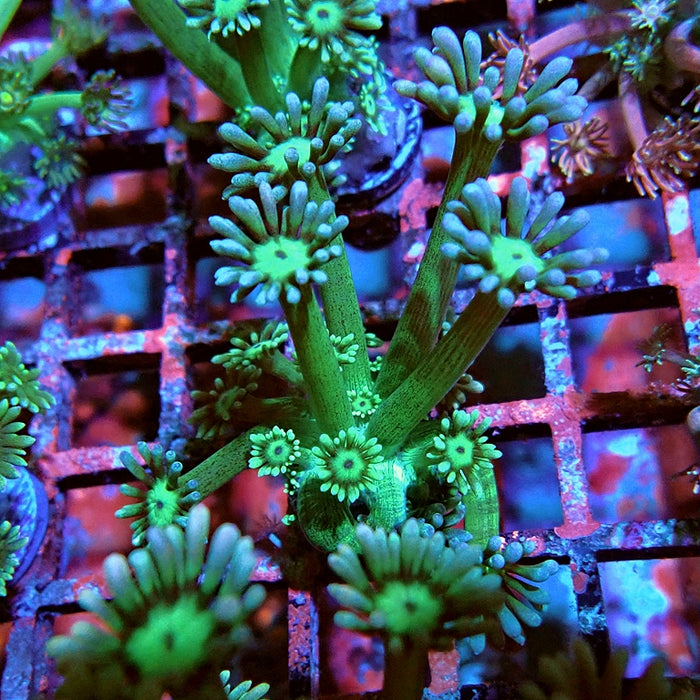 Goniopora Big Fat Polyp