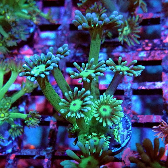 Goniopora Big Fat Polyp