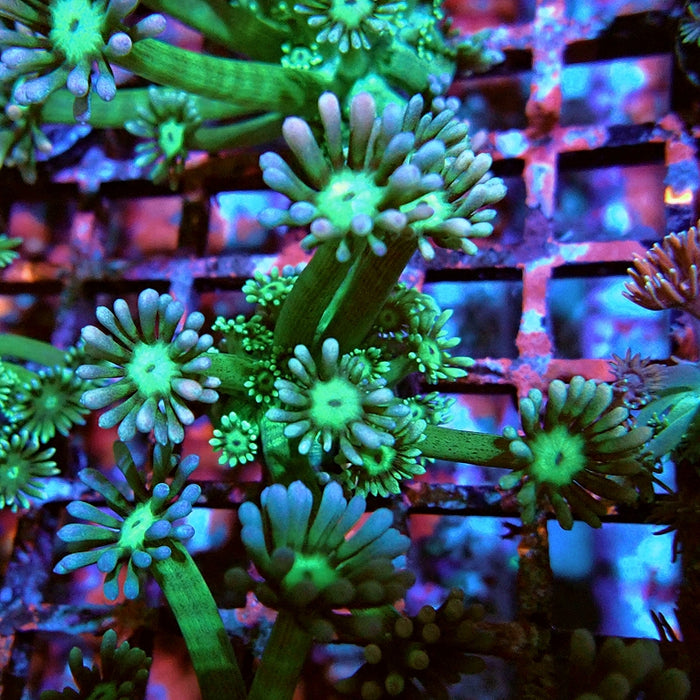 Goniopora Big Fat Polyp