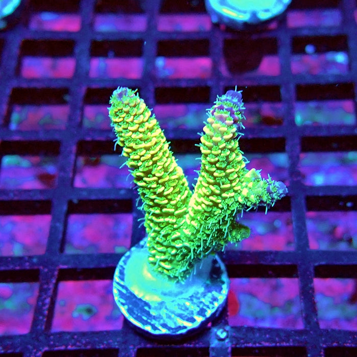 Bright Fuzzy Purple Tips Mille Acro