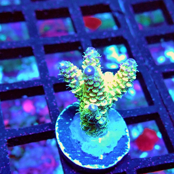 Bright Fuzzy Purple Tips Mille Acro