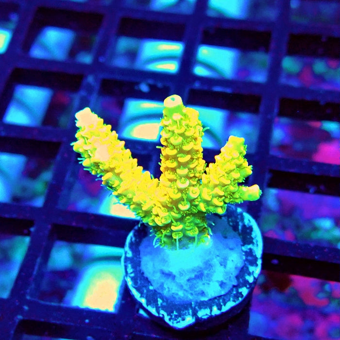 Bright Fuzzy Yellow Mille Acro