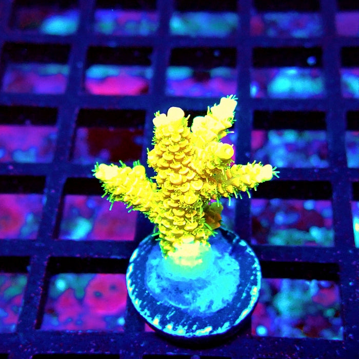 Bright Fuzzy Yellow Mille Acro