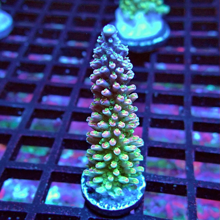 Red Abrotanoides Acro