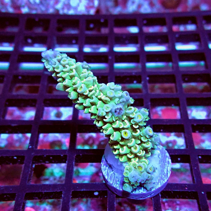 Gold Green Tenuis Acro