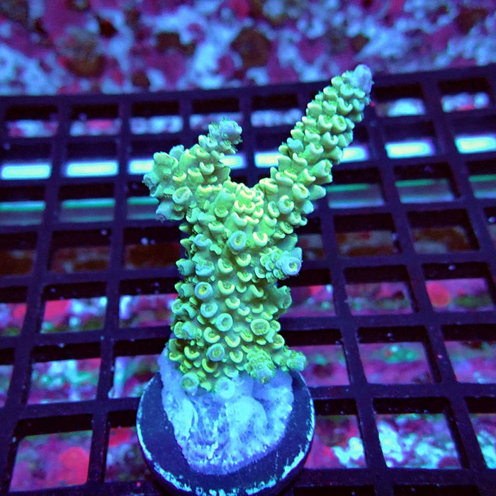 Gold Green Tenuis Acro