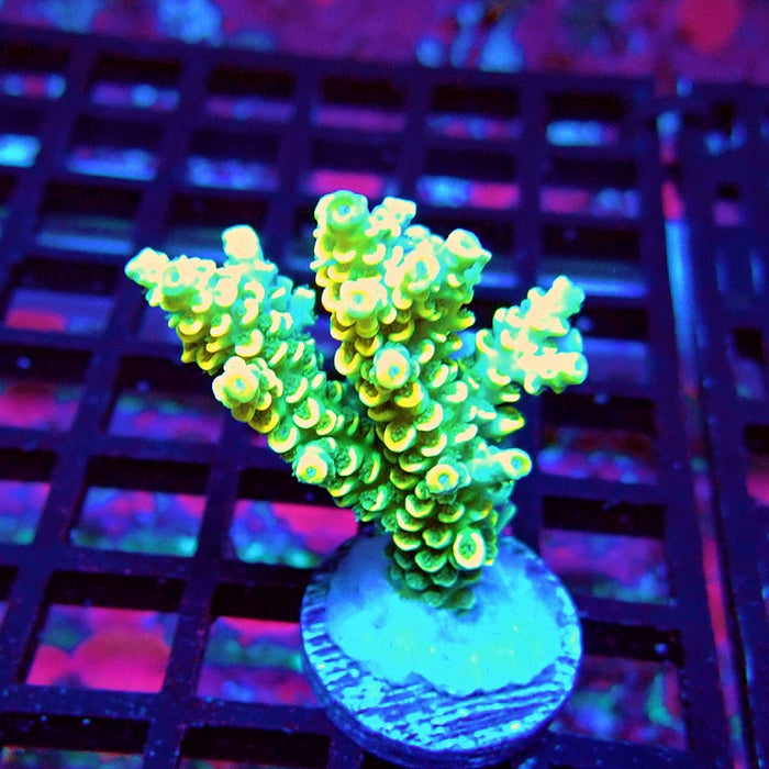 Golden Smoke Tenuis Acro