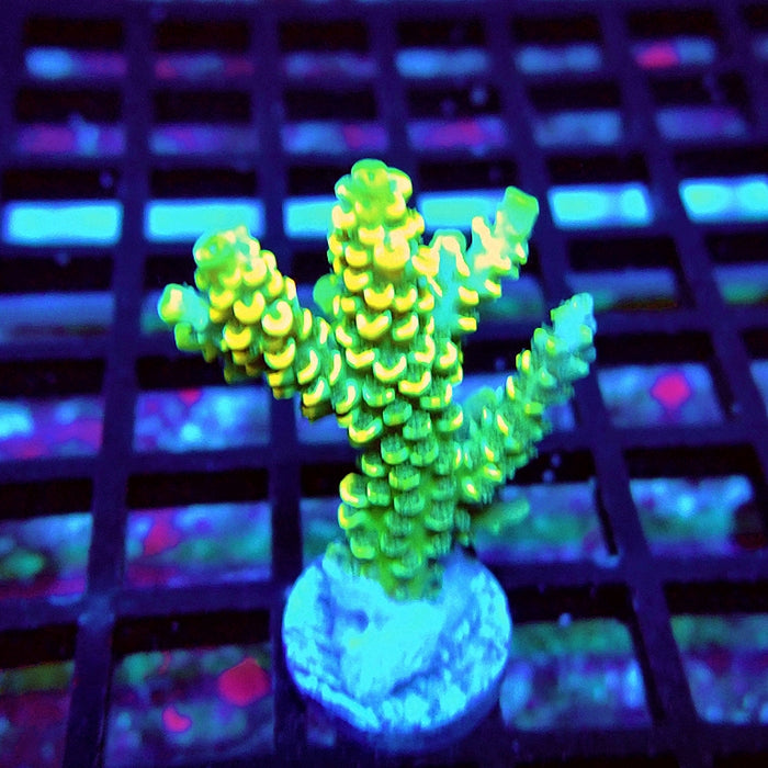 Golden Smoke Tenuis Acro