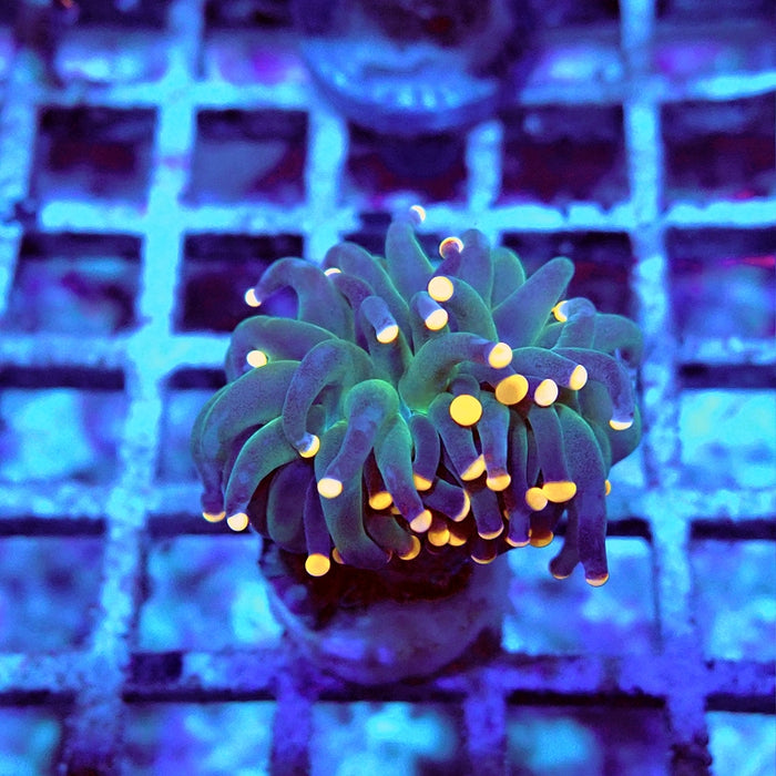Euphyllia Dark Orange Tips Torch