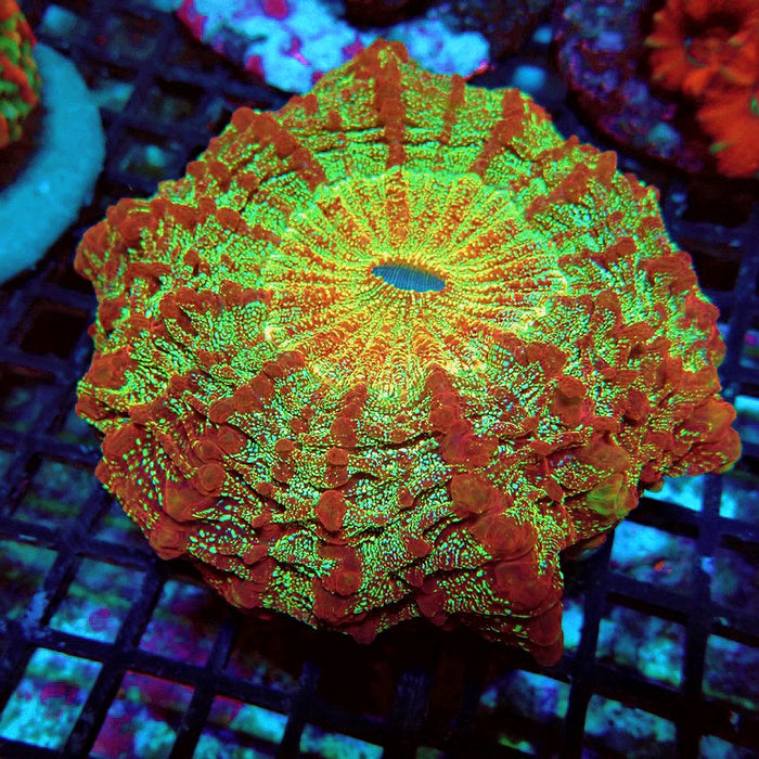 Acanthophyllia Premium