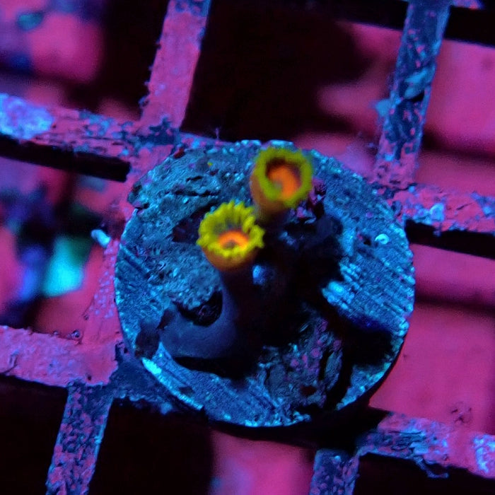 Ultra Zoas Frag