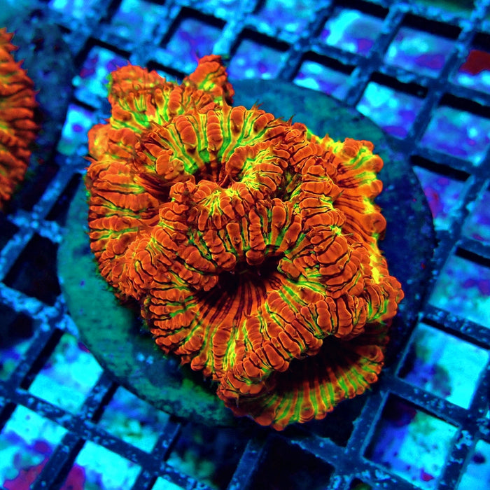 Blastomussa Premium Colony