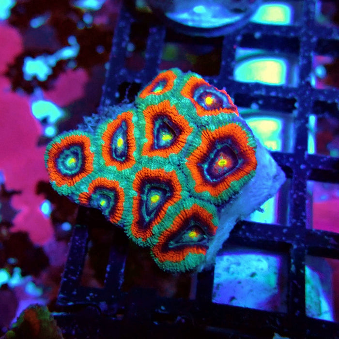Acan Lord Coral Frag Ultra (2)