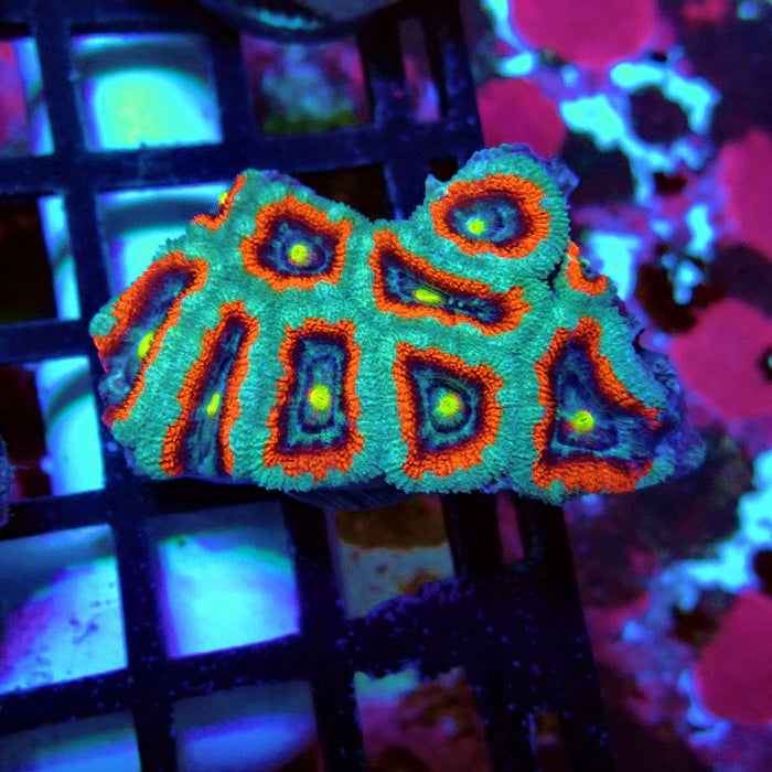 Acan Lord Coral Frag Ultra (2)