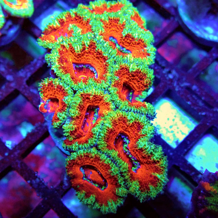 Acan Lord Coral Frag (9)