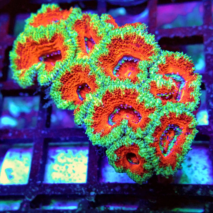 Acan Lord Coral Frag (9)