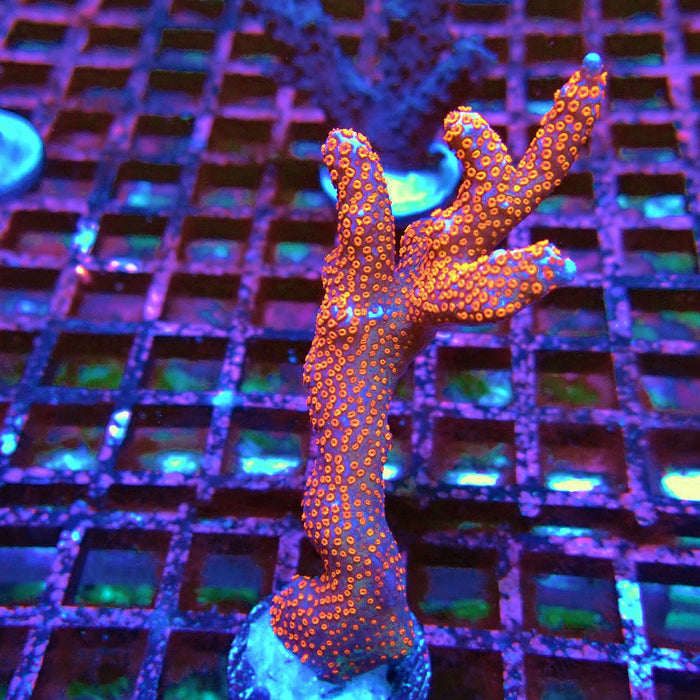 Montipora bulgum