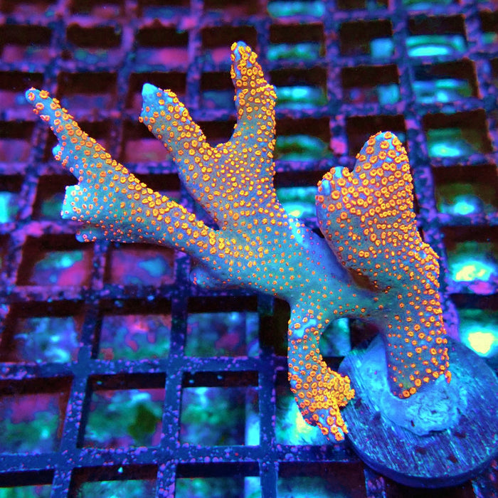 Montipora bulgum
