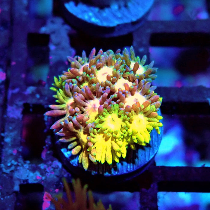 Rainbow Goniopora Frag (2)