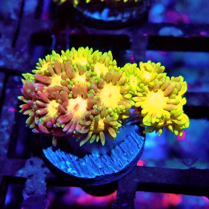 Rainbow Goniopora Frag (2)