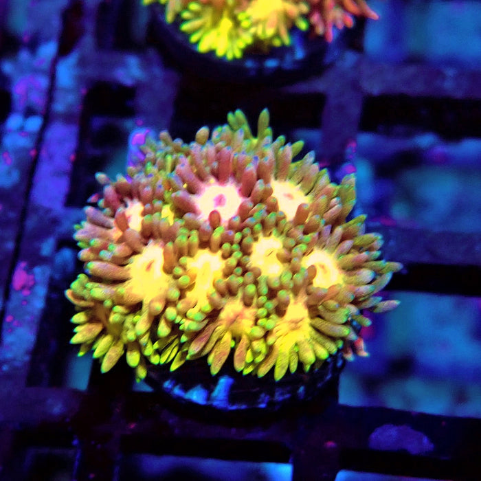Rainbow Goniopora Frag (2)