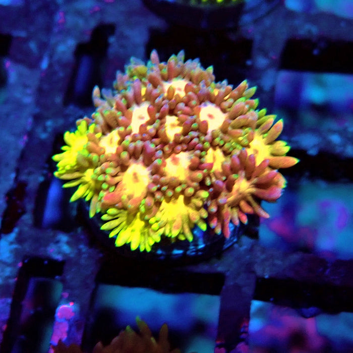 Rainbow Goniopora Frag (2)