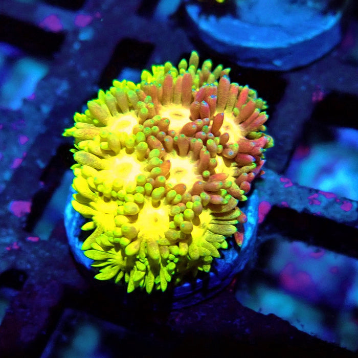 Rainbow Goniopora Frag (2)