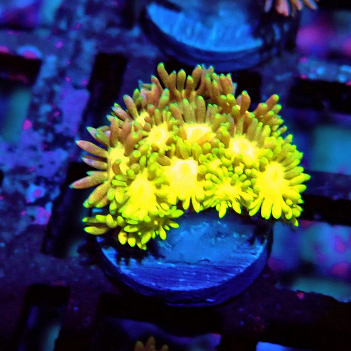 Rainbow Goniopora Frag (2)