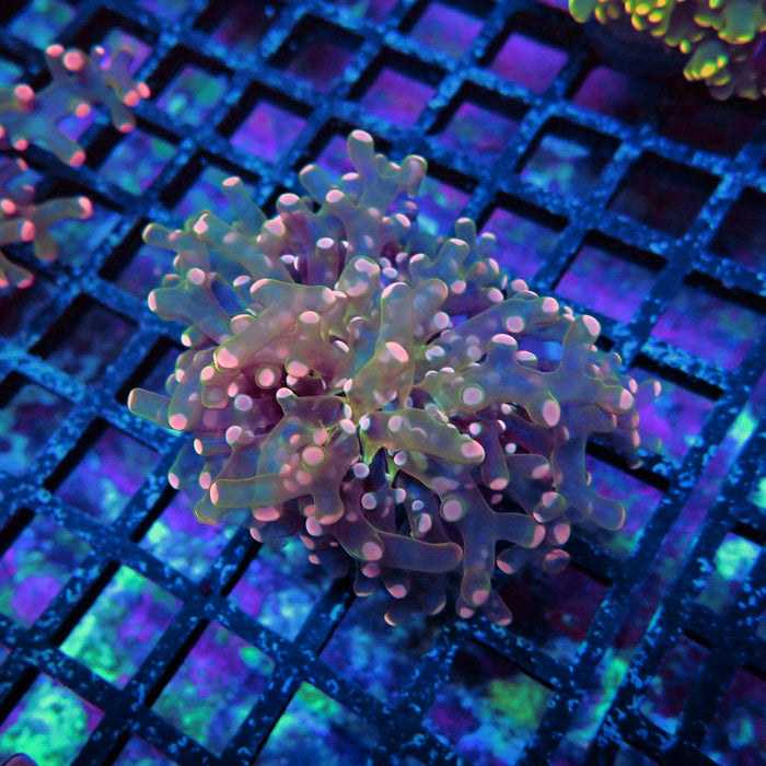 Pink Frogspawn Euphyllia