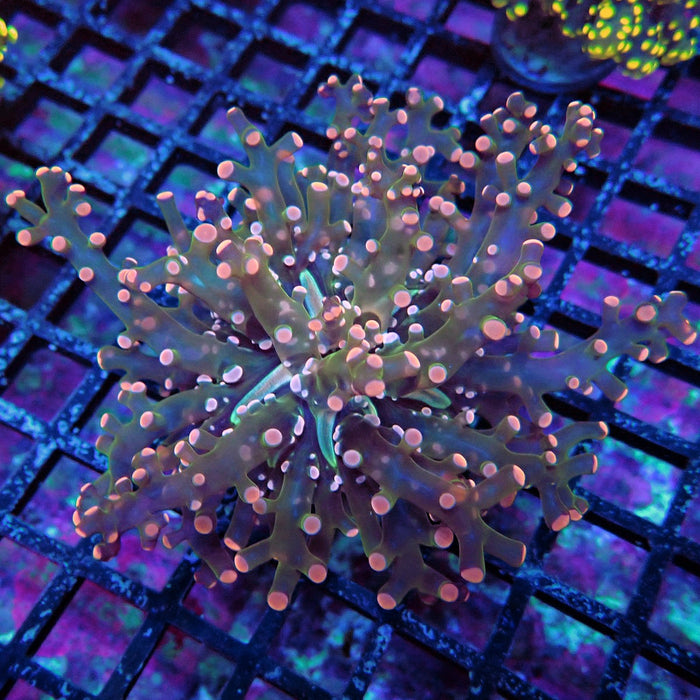 Pink Frogspawn Euphyllia