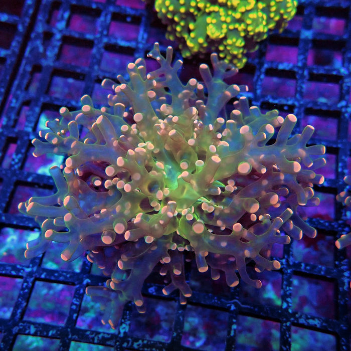 Pink Frogspawn Euphyllia
