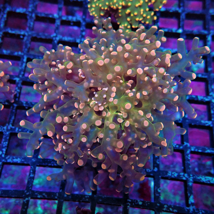 Pink Frogspawn Euphyllia